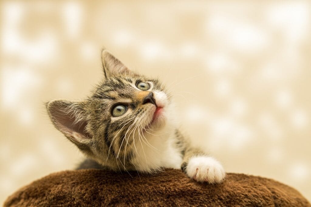 gato