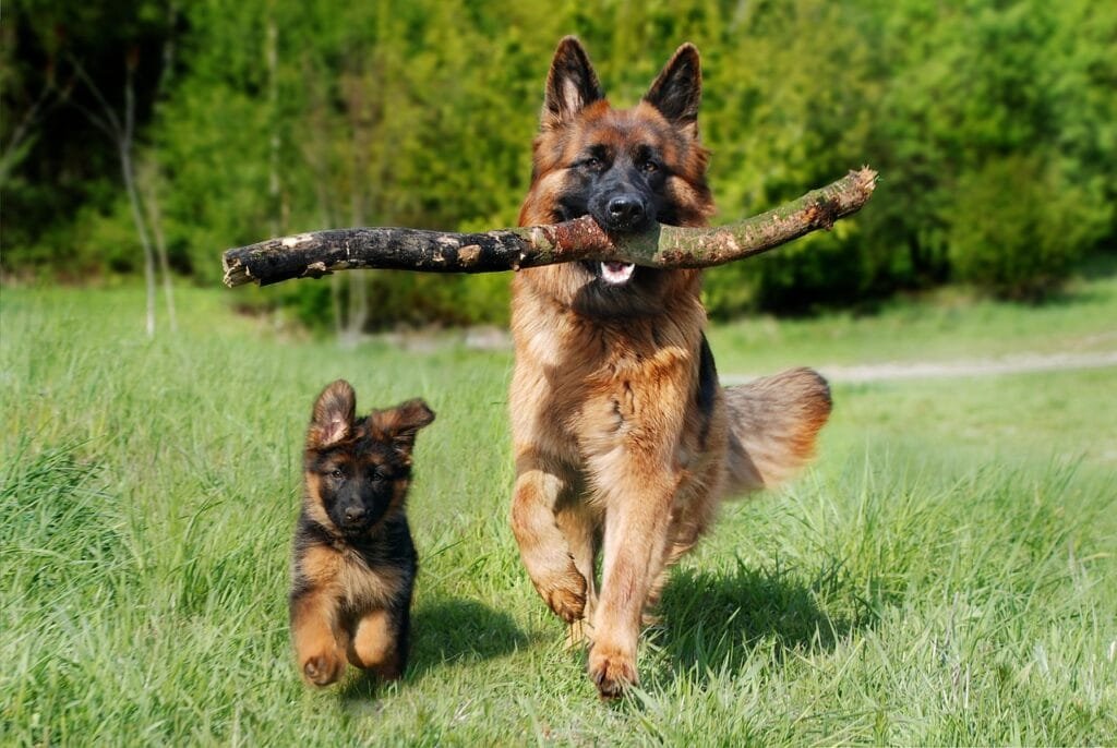 perro
